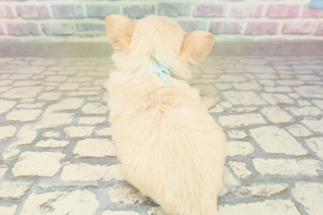 東京都のチワワ(ロング) (Coo&RIKU浅草店/2025年10月20日生まれ/男の子/クリーム)の子犬の4枚目の画像