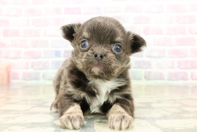 東京都のチワワ(ロング) (Coo&RIKU広尾店/2025年10月20日生まれ/男の子/ブルータンホワイト)の子犬の1枚目の画像