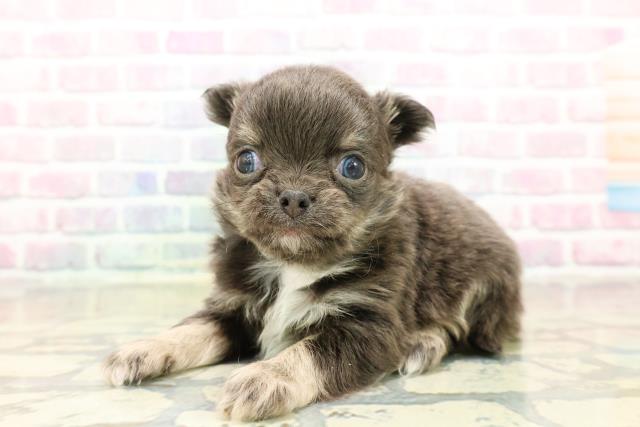 東京都のチワワ(ロング) (Coo&RIKU広尾店/2025年10月20日生まれ/男の子/ブルータンホワイト)の子犬の2枚目の画像