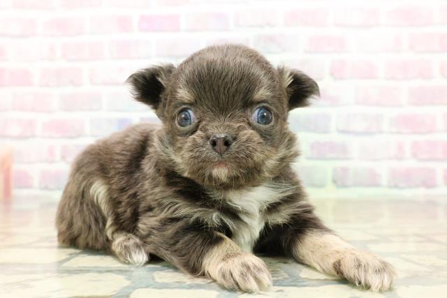 東京都のチワワ(ロング) (Coo&RIKU広尾店/2025年10月20日生まれ/男の子/ブルータンホワイト)の子犬の3枚目の画像