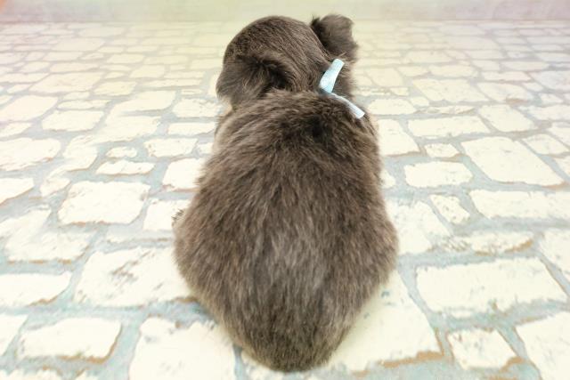 東京都のチワワ(ロング) (Coo&RIKU広尾店/2025年10月20日生まれ/男の子/ブルータンホワイト)の子犬の4枚目の画像