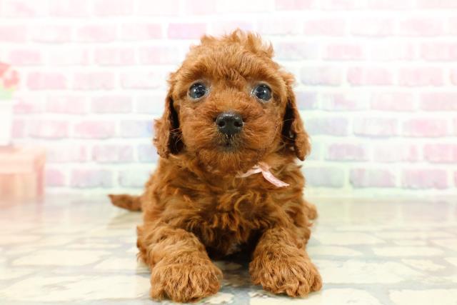 東京都のトイプードル(トイ) (Coo&RIKU足立本店/2025年10月19日生まれ/女の子/レッド)の子犬の1枚目の画像