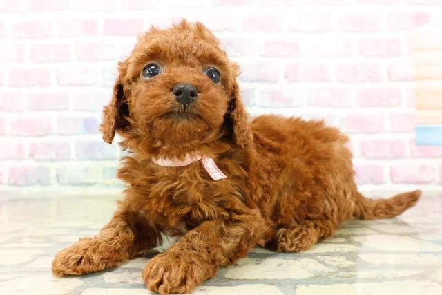 東京都のトイプードル(トイ) (Coo&RIKU足立本店/2025年10月19日生まれ/女の子/レッド)の子犬の2枚目の画像