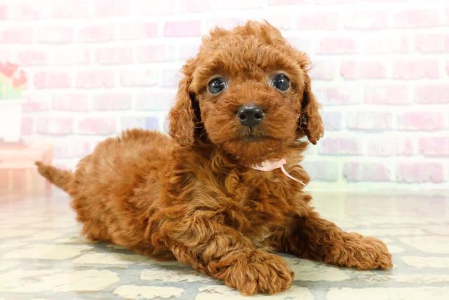 東京都のトイプードル(トイ) (Coo&RIKU足立本店/2025年10月19日生まれ/女の子/レッド)の子犬の3枚目の画像