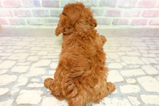 東京都のトイプードル(トイ) (Coo&RIKU足立本店/2025年10月19日生まれ/女の子/レッド)の子犬の4枚目の画像