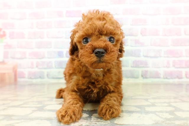 神奈川県のトイプードル(トイ) (Coo&RIKU横浜港南台店/2025年10月19日生まれ/男の子/レッド)の子犬の1枚目の画像