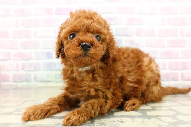 神奈川県のトイプードル(トイ) (Coo&RIKU横浜港南台店/2025年10月19日生まれ/男の子/レッド)の子犬の2枚目の画像