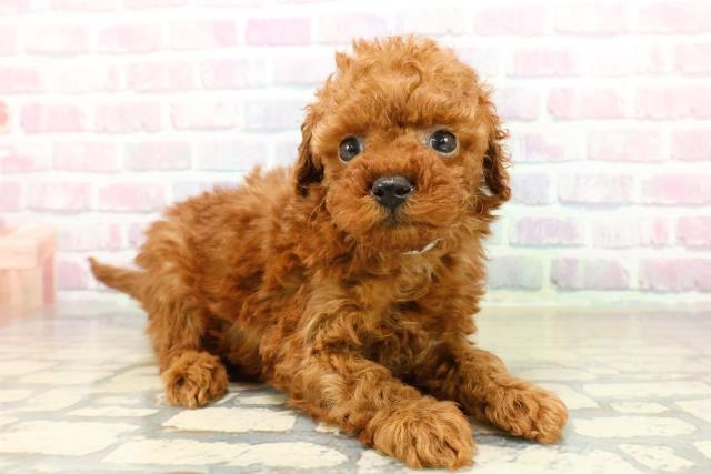 神奈川県のトイプードル(トイ) (Coo&RIKU横浜港南台店/2025年10月19日生まれ/男の子/レッド)の子犬の3枚目の画像