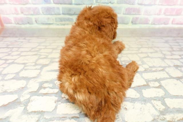 神奈川県のトイプードル(トイ) (Coo&RIKU横浜港南台店/2025年10月19日生まれ/男の子/レッド)の子犬の4枚目の画像