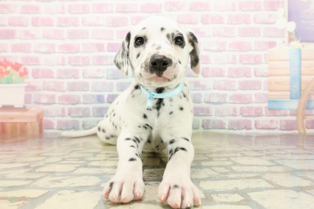埼玉県のダルメシアン (Coo&RIKU川越店/2025年10月15日生まれ/男の子/ホワイトブラック)の子犬の1枚目の画像