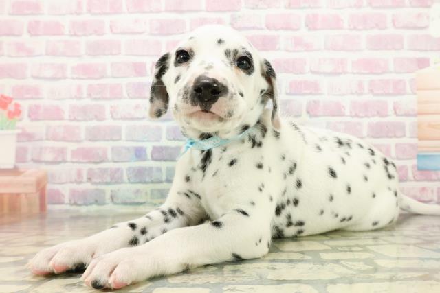 埼玉県のダルメシアン (Coo&RIKU川越店/2025年10月15日生まれ/男の子/ホワイトブラック)の子犬の2枚目の画像