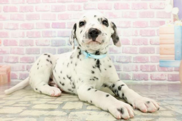 埼玉県のダルメシアン (Coo&RIKU川越店/2025年10月15日生まれ/男の子/ホワイトブラック)の子犬の3枚目の画像
