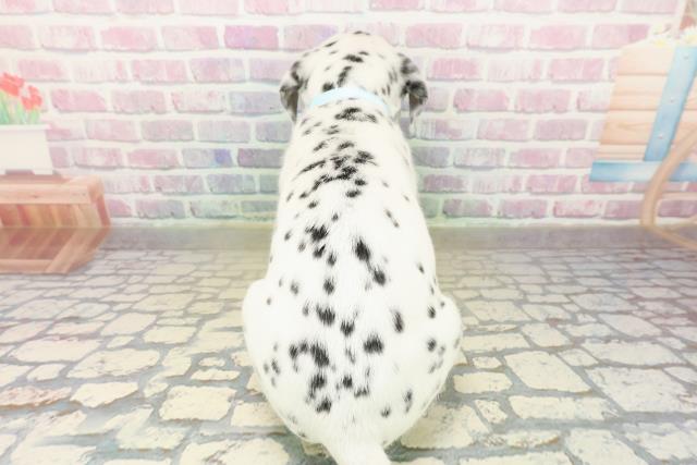 埼玉県のダルメシアン (Coo&RIKU川越店/2025年10月15日生まれ/男の子/ホワイトブラック)の子犬の4枚目の画像