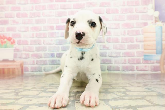 東京都のダルメシアン (Coo&RIKU足立本店/2025年10月15日生まれ/男の子/ホワイトブラック)の子犬の1枚目の画像