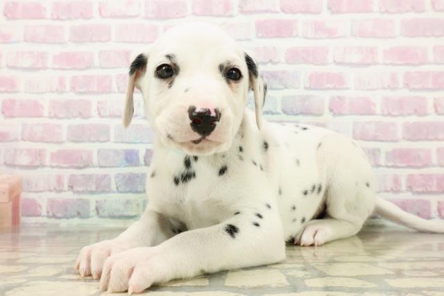 東京都のダルメシアン (Coo&RIKU足立本店/2025年10月15日生まれ/男の子/ホワイトブラック)の子犬の2枚目の画像