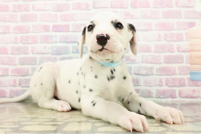 東京都のダルメシアン (Coo&RIKU足立本店/2025年10月15日生まれ/男の子/ホワイトブラック)の子犬の3枚目の画像