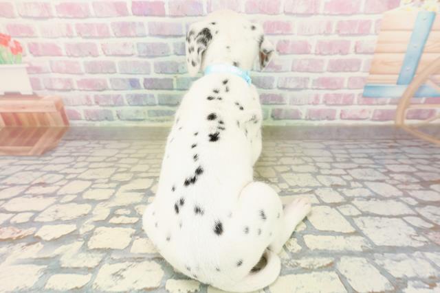 東京都のダルメシアン (Coo&RIKU足立本店/2025年10月15日生まれ/男の子/ホワイトブラック)の子犬の4枚目の画像