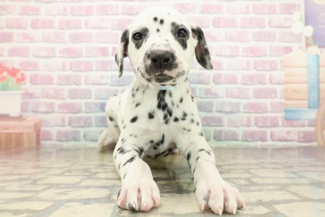 茨城県のダルメシアン (Coo&RIKU水戸店/2025年10月15日生まれ/男の子/ホワイトブラック)の子犬の1枚目の画像