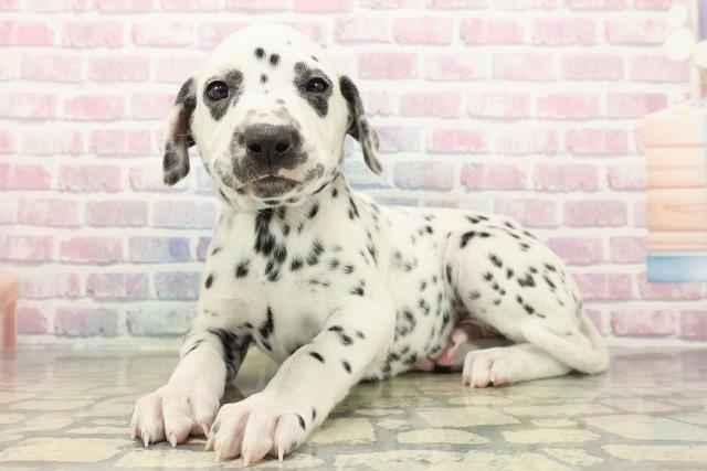 茨城県のダルメシアン (Coo&RIKU水戸店/2025年10月15日生まれ/男の子/ホワイトブラック)の子犬の2枚目の画像