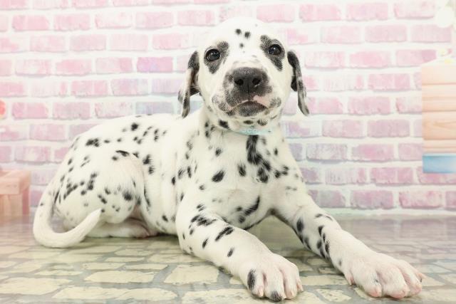 茨城県のダルメシアン (Coo&RIKU水戸店/2025年10月15日生まれ/男の子/ホワイトブラック)の子犬の3枚目の画像