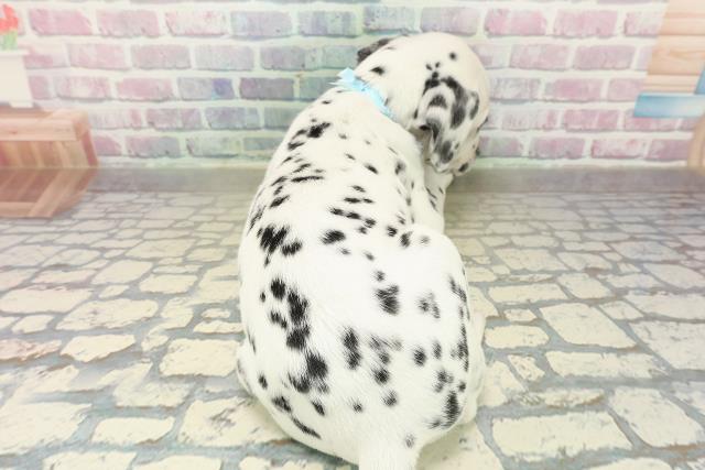 茨城県のダルメシアン (Coo&RIKU水戸店/2025年10月15日生まれ/男の子/ホワイトブラック)の子犬の4枚目の画像