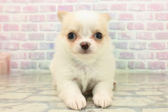 東京都のチワワ(ロング) (Coo&RIKU板橋店/2025年10月21日生まれ/男の子/ホワイトクリーム)の子犬の1枚目の画像