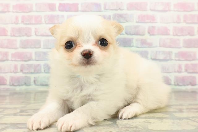 東京都のチワワ(ロング) (Coo&RIKU板橋店/2025年10月21日生まれ/男の子/ホワイトクリーム)の子犬の2枚目の画像