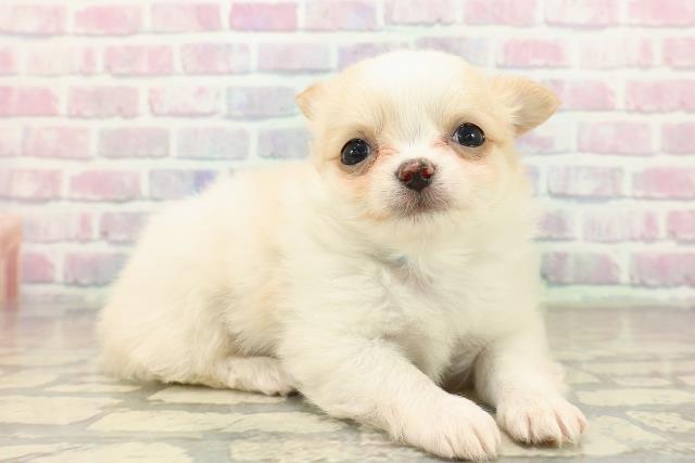 東京都のチワワ(ロング) (Coo&RIKU板橋店/2025年10月21日生まれ/男の子/ホワイトクリーム)の子犬の3枚目の画像