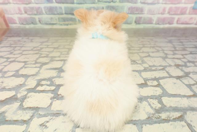 東京都のチワワ(ロング) (Coo&RIKU板橋店/2025年10月21日生まれ/男の子/ホワイトクリーム)の子犬の4枚目の画像