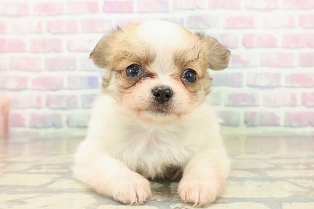 千葉県のチワワ(ロング) (Coo&RIKUアクロスモール新鎌ケ谷店/2025年10月21日生まれ/男の子/レッドホワイト)の子犬の1枚目の画像