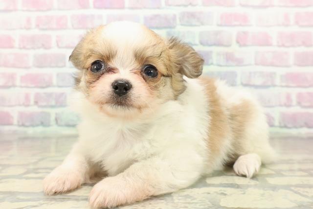 千葉県のチワワ(ロング) (Coo&RIKUアクロスモール新鎌ケ谷店/2025年10月21日生まれ/男の子/レッドホワイト)の子犬の2枚目の画像