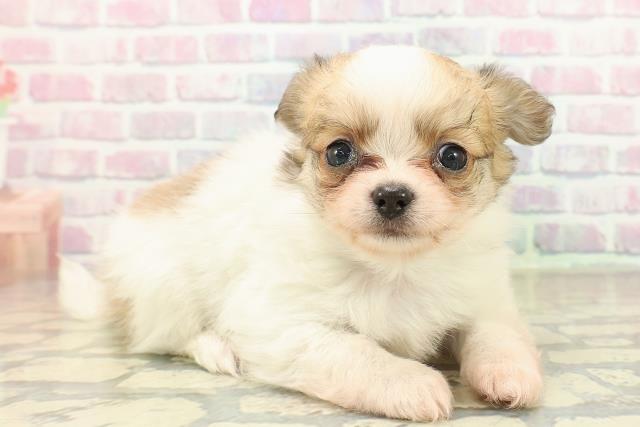 千葉県のチワワ(ロング) (Coo&RIKUアクロスモール新鎌ケ谷店/2025年10月21日生まれ/男の子/レッドホワイト)の子犬の3枚目の画像