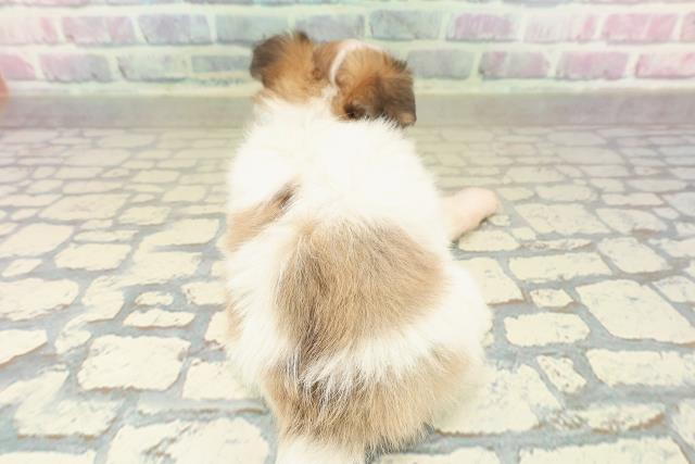 千葉県のチワワ(ロング) (Coo&RIKUアクロスモール新鎌ケ谷店/2025年10月21日生まれ/男の子/レッドホワイト)の子犬の4枚目の画像