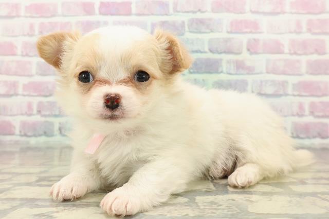 茨城県のチワワ(ロング) (Coo&RIKUコメリパワーつくば西店/2025年10月21日生まれ/女の子/ホワイトクリーム)の子犬の2枚目の画像