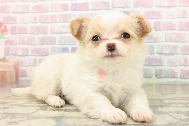 茨城県のチワワ(ロング) (Coo&RIKUコメリパワーつくば西店/2025年10月21日生まれ/女の子/ホワイトクリーム)の子犬の3枚目の画像