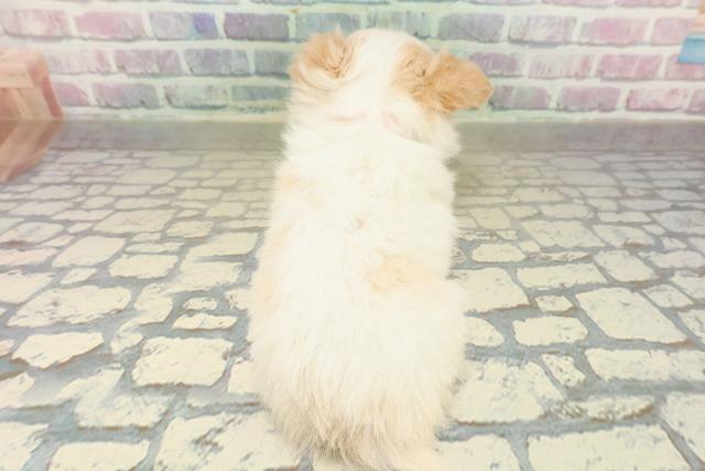 茨城県のチワワ(ロング) (Coo&RIKUコメリパワーつくば西店/2025年10月21日生まれ/女の子/ホワイトクリーム)の子犬の4枚目の画像