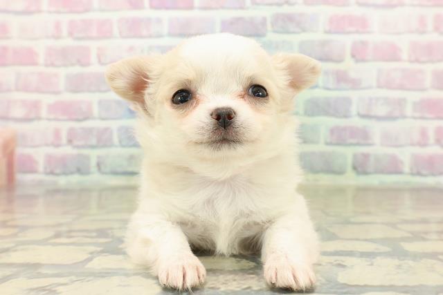 茨城県のチワワ(ロング) (Coo&RIKU日立店/2025年10月21日生まれ/女の子/ホワイトクリーム)の子犬の1枚目の画像