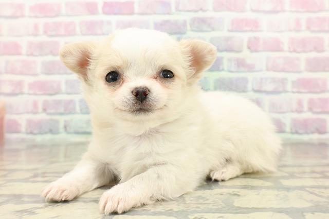 茨城県のチワワ(ロング) (Coo&RIKU日立店/2025年10月21日生まれ/女の子/ホワイトクリーム)の子犬の2枚目の画像