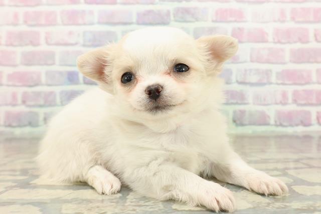 茨城県のチワワ(ロング) (Coo&RIKU日立店/2025年10月21日生まれ/女の子/ホワイトクリーム)の子犬の3枚目の画像