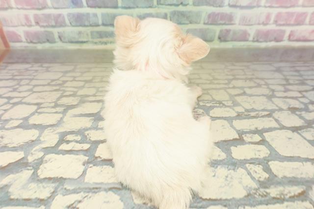 茨城県のチワワ(ロング) (Coo&RIKU日立店/2025年10月21日生まれ/女の子/ホワイトクリーム)の子犬の4枚目の画像