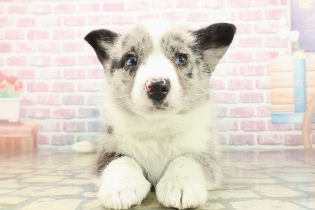 東京都のウェルシュコーギーカーディガン (Coo&RIKU足立本店/2025年10月16日生まれ/男の子/ブルーマール)の子犬の1枚目の画像