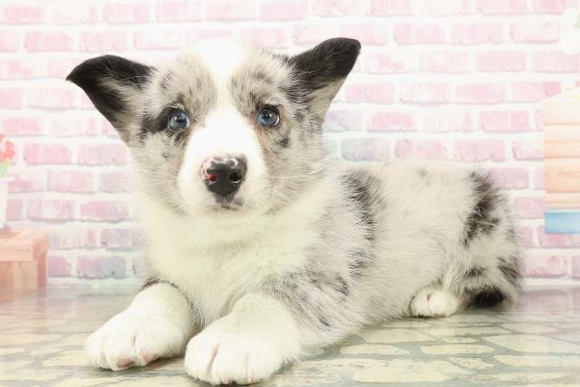 東京都のウェルシュコーギーカーディガン (Coo&RIKU足立本店/2025年10月16日生まれ/男の子/ブルーマール)の子犬の2枚目の画像