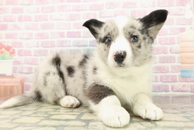 東京都のウェルシュコーギーカーディガン (Coo&RIKU足立本店/2025年10月16日生まれ/男の子/ブルーマール)の子犬の3枚目の画像