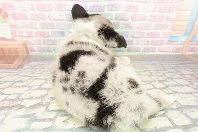 東京都のウェルシュコーギーカーディガン (Coo&RIKU足立本店/2025年10月16日生まれ/男の子/ブルーマール)の子犬の4枚目の画像