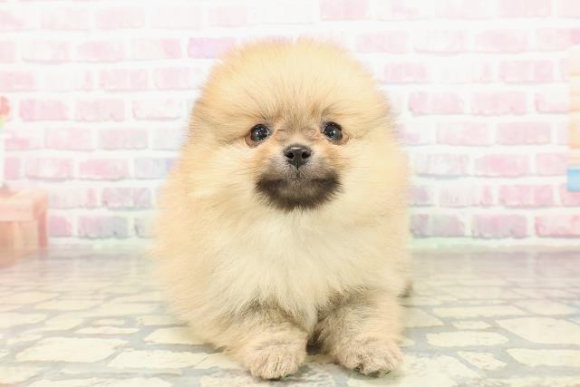 東京都のポメラニアン (Coo&RIKU三軒茶屋店/2025年10月22日生まれ/男の子/オレンジ)の子犬の1枚目の画像