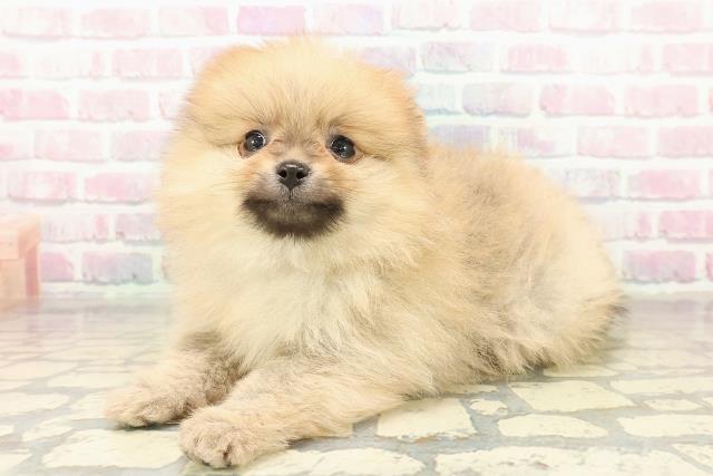 東京都のポメラニアン (Coo&RIKU三軒茶屋店/2025年10月22日生まれ/男の子/オレンジ)の子犬の2枚目の画像