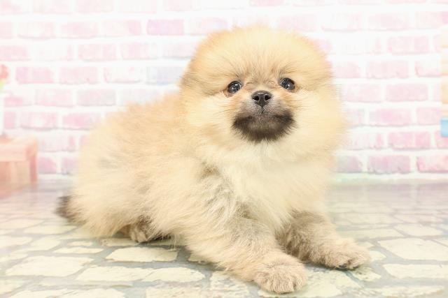 東京都のポメラニアン (Coo&RIKU三軒茶屋店/2025年10月22日生まれ/男の子/オレンジ)の子犬の3枚目の画像