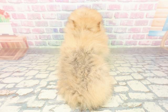 東京都のポメラニアン (Coo&RIKU三軒茶屋店/2025年10月22日生まれ/男の子/オレンジ)の子犬の4枚目の画像