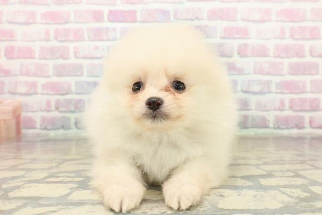 東京都のポメラニアン (Coo&RIKU池袋西口店/2025年10月22日生まれ/女の子/クリーム)の子犬の1枚目の画像