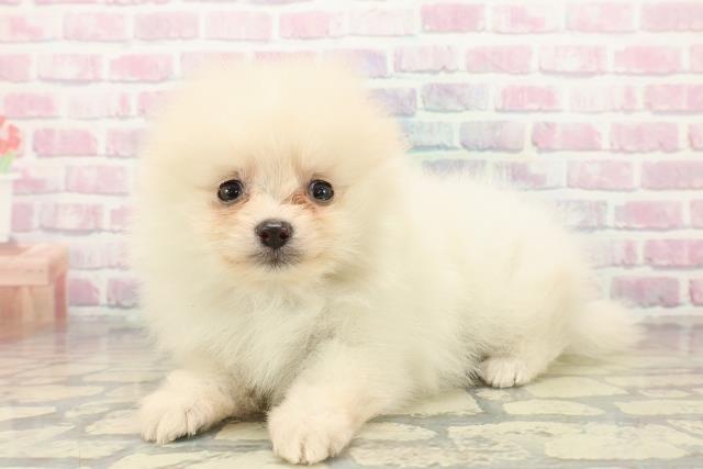 東京都のポメラニアン (Coo&RIKU池袋西口店/2025年10月22日生まれ/女の子/クリーム)の子犬の2枚目の画像